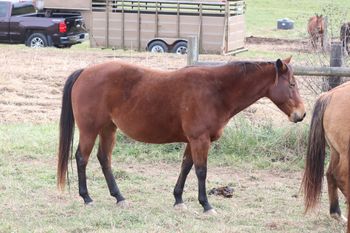 Royally Twisted Chic. Louise. 2016 AQHA Bay Filly. By ATV and out of Smart N Tuff Peppy. This girl is so nice! Pedigree includes: Doc O Lena Twist, Smart Chic Olena, Smart Pep Olena, Tuffernhel, and Royal Silver King. She is not for sale at the time and is 5 panel N/N.
