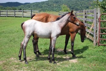 Smokum. 2018 AQHA Bay Roan Colt. By Wrss Wyohancockgunnr Dam: Larks Play Gun Pedigree includes: Playgun, Smart Little Lena, Rugged Lark, Miss SIlver Pistol, Blue Apache Hancock, Wyo O Blue, Gooseberry, Plenty Try and many more. This guy is so athletic (yes, I know I say that about everyone, but it is so true!). He can go in 2 different directions at once and not miss a beat. Should mature to 15.1 hands. 5 panel NN. $1900. SOLD! Thanks Rhonda and Kelly!
