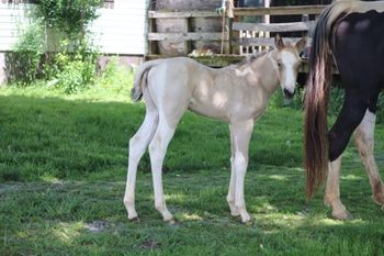 Mitzi. 2023 APHA Buckskin Tobiano Filly. She is by Kiss My Tonto and out of Bugs Dash N Cherokee. She is SOLD.

