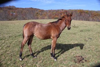 Annabelle. 2019 AQHA Bay Roan Filly. Sire: Wrss Wyohancockgunnr Dam: Smart N Tuff Peppy 5 panel NN Height expectancy: 15 hands This little girl is quick! She will take you places! Pedigree includes: Smart Chic Olena, Blue Apache Hancock, Wyo O Blue, Smart Pep Olena, Tuffernhel and more. $2200. SOLD!

