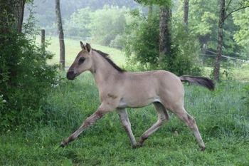 Dalton. 2022 AQHA Grulla Roan Colt. By Wrss Wyohancockgunnr and out of Playguns RuggedTwist. This guy is flashy as can be! Should mature to around 15 to 15.1 hands and be pretty stocky. He is 5 panel NN. Pedigree includes: Playgun, Doc O Lena Twist, Peppymint Twist, Royal Silver King, Rugged Lark and more. SOLD,
