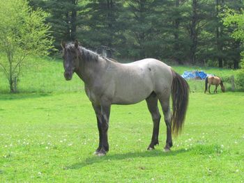 Hudson's Quarter Horses And Paints - Our Stallions