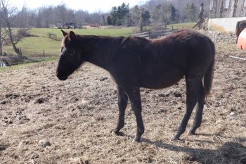 Boon. 2019 AQHA Black colt. By ATV and out of Cee Day Pepto. This guy is catty as they come and has the pedigree to back it all up. Peptoboonsmal, Doc O Lena, Doc O Lena Twist, Pepto Joe, Royal Silver King and more. Should mature to 14.3 hands. $2200. Sold!
