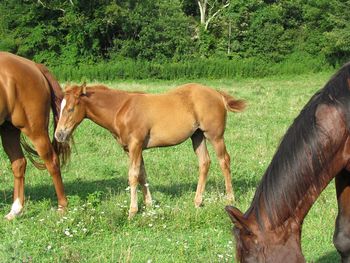 Blaze. 2013 AQHA Chestnut Colt. By ATV and out of Smart N Tuff Peppy. This guy is very personable and loves attention! Such a nice guy! Pedigree includes: Smart Chic Olena, Doc O Lena Twist, Smart Pep Olena, Tuffernhel, Top Moon, and Royal Silver King. He should be able to catch a cow or run a barrel or 2! $950. SOLD! Thanks Mike Marino! Going to Clarksburg, WV!
