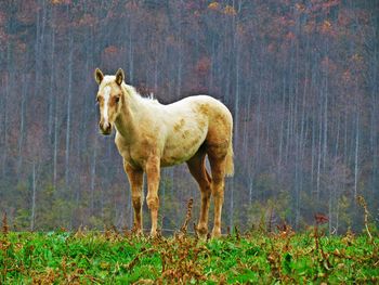 Guns N Prescriptions. AKA: Hope. 2012 AQHA Palomino Filly. By Doc's Sunnyside Up and out of Electra Flash. This filly will be about the size of her mother, who is 15.2-3 hands. Should be a big girl! Her pedigree includes: Playgun, Smart Little Lena, Doc's Prescription, Leo Prescription, Mocha Mint, Freckles Playboy, Miss Silver Pistol and Cee Jay Holly. $1000. SOLD! Thanks Mikeala and Judith!
