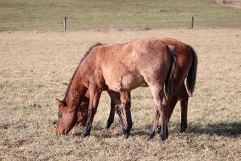 Cinch.  2019 AQHA Dun Roan Colt. By Wrss Wyohancockgunnr and out of Rainy Day Jazarey. This guy is handsome! He is correct in every way! Straight and has a very nice head and hip already. This guy has some greats in  his pedigree: El Royal Rey, Blue Apache Hancock, Smart Little Lena, Rollickin O Fire, Doc Quixote, Wyo O Blue and more. This guy is 4 panel NN for certainty. His dam is a Herda carrier. 4 panel NN (hrd/N). Excellent gelding prospect.  Height expectancy: 15 hands. Priced at $1700. Sold!
