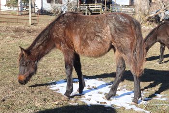 King. 2020 AQHA Bay Roan Colt. By Wrss Wyohancockgunnr and out of Tuff Twisted Chic. This guy is flashy and leggy! Smart and easy going guy. His pedigree includes: Doc O Lena Twist, Smart Chic Olena, Royal Silver King, Blue Apache Hancock and more. He is 5 panel NN and should mature to around 15 hands. This guy should be able to do it all. Check it out...he has some stripes on his barrel that we have never seen before! Priced at $1800.  SOLD!
