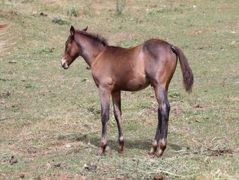 Imma Cocked Playgun. 2021 AQHA Bay Roan Colt. By Wrss Wyohancockgunnr and out of Smart Sugar Playgun. 5 panel NN Should mature to 15 hands. This guy is think already with great bone. He is straight and correct. This mare's foals tend to be easy going, smart, catty and willing to please. Pedigree includes: Playgun, Smart Little Lena, Sugar Bars, Flamin Quincy Dan, Blue Apache Hancock, Wyo O Blue, Chukkar Maid and more. Priced at  $2600. Sale Pending
