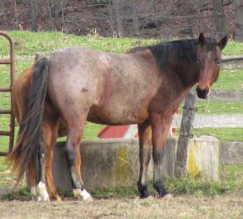 Cinnamon Blue Flame. 2007 AQHA Bay Roan Gelding. Out of Our Flamin Cinnamon and by RR Hancock Bluebeard. He has Sugar Bars, Hancock and Goldseeker Bars on his pedigree. Great conformation, great pedigree. Snowy is now trained and riding and is super quiet! $2800.
