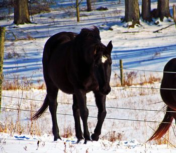 Mochas Coal Doll. 1988 AQHA Black mare. 15.0 hands. This mare was our first mare. She has foaled so many great foals. Many of which we have kept as broodmares and quite a few we have sold. She is now being retired and living out the rest of her days at the farm. She has foaled Kiss My Mocha Mint in the Sold Horses page, Gunnin For Freckles, and Knights Mocha in the sold horses page. She has also foaled Seekers Mocha Dancer in the Broodmare page. We sadly had to say goodbye to our beloved girl, our first horse, one we had for over 23 years in the fall of 2016.
