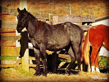 Playguns Hancock Bar. AKA: Dusty. 2011 APHA Solid Blue Roan Gelding. Born 7/15/2011. $1100. He is by RR Hancock Bluebeard and out of our mare Freckles Destiny who is for sale. He would make a good barrel horse, cutting prospect, team penning or reining horse. His bloodlines include Playgun, Smart Little Lena, Freckles Playboy, Miss Silver Pistol, Sonny Dee Bar, Sky Bug Bingo, Sonny Destiny, Driftwood, and Hancock. SOLD!
