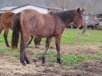 Smart N Tuff Hancock. 2015 AQHA Bay Roan Gelding. This is one big boned guy! He will make someone an awesome barrel, cutting, ranch working gelding. Very quick on his feet. He definitely has more go than whoa! Correct conformation, very willing to please. This is a colt that if you take your time and do everything right will take you to some really nice places. Pedigree includes: Playgun, Smart Little Lena, Freckles Playboy, Blue Apache Hancock, Leo Hancock Hayes, Gooseberry, Plenty Try, Wyo O Blue and many more. Should mature to 15.1 hands. Priced at $1300. SOLD! Thank you Renee!
