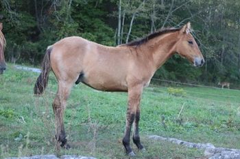 2022 AQHA Bay Dun Roan Colt. By Wrss Wyohancockgunnr and out of Playguns Smart Sugar. 5 panel NN. Should mature to 15 to 15.1 hands. He will be smart and easy going. These guys are always so willing to please. Rope him, reining him, cut him, pen on him or trail ride him. He will be able to do it all. Pedigree includes: Playgun, Smart Little Lena, Freckles Playboy, Wyo O Blue, Blue Apache Hancock, Chukkar Maid and more. Priced at $3300. SOLD
