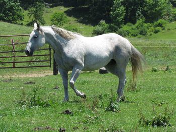 Cross H Sixteen. 2003 AQHA Gray Mare. We aren't sure what her base color is, so we are excited to see the foals she will have! This stocky girl is bred really nice and stands 15 hands and is about as wide as she is tall. She has Peponita, Joe Reed, Leo, Whiskey Bert, Hancocks Blue Boy, and many more! She is 5 panel N/N.  We lost this wonderful mare foaling in 2019, but we have a stunning grulla roan filly that we are keeping. Her last foal. We will miss Willow so very much.
