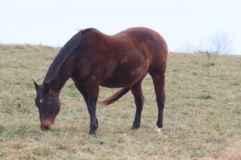 Gunnin Sugar. 2004 AQHA Bay mare. 15 hands. This mare is a wonderful mare that would look good in the show pen chasing cattle our out in the pasture with a foal on her side. She is by our stallion Gunnin It and out of Our Flamin Cinnamon. On her papers she has Playgun, Freckles Playboy, Smart Little Lena, Three Bars, and Miss Silver Pistol, Our Hide N Seeker and Goldseeker Bars. Her bloodlines also go back to Sugar Bars and Leo. 4 panel N/N. she is a Herda carrier.
