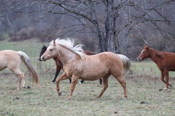 Missin Flame. 2002 AQHA Palomino Mare. 14.2 hands. This mare has a great pedigree and has wonderful foals. She is out of our mare Big M Flamin Gay, leading back to Sugar Bars, Doc Bar, and Flamin Quincy Dan. She is by Missin James, leading back to Dash For Cash, Jessie James, Miss N Cash and Doc's Oak. Her foals are excelling in their barrel racing careers and starting on reining. 5 panel N/N.
