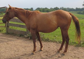 Nite Playgirl. Also known as May, 2009 AQHA Sorrel Filly. $800. This little filly will be a mover and a shaker. She is by our stallion Gunnin It and out of Cas Bar Lady Lee. Her bloodlines include: Leo, Playgun, Smart Little Lena, Miss Silver Pistol, Three Bars, Cas Bar Beaver and many more. SOLD!
