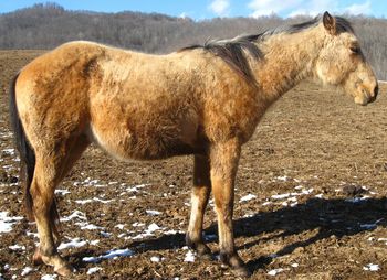 Sugar Packin Pistol. Also known as Hollywood. 2009. AQHA Buckskin Colt. $1800. Hollywood is out of our mare Big M Flamin Gay and by our stallion Gunnin It. He is built really nice, and would be a good asset to a breeding program or a cutting or reining program. Come check him out! SOLD!!!!!!!!!!!!
