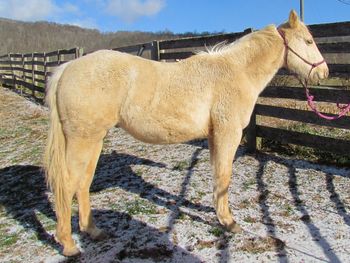 Smart N Tuff Playgun. AKA: Gunner. 2012 AQHA Palomino Gelding. By Gunnin It and out of Kenny's Babe. This guy's pedigree includes: Playgun, Smart Little Lena, Tuffernhel, Freckles Playboy, Miss Silver Pistol, Doc's Hickory and Smart Daisy Date. One of his full sister's is on the farm, another is in cutting training, another is in GA running barrels, this guy should be able to do it all! $1000. SOLD!! Thank you Jamie, this guy is going to Union, WV!
