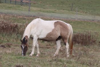 CowboysMargaritaShot. 2011 APHA Grulla Tobiano Mare. Very nice mare and bred just the way we like them! Kiblers Black Hawk, Hancock, Bear Man, Time To Cut, and Lanky Lancer. Stands at 14.2 hands. Sylee is 6 panel NN.
