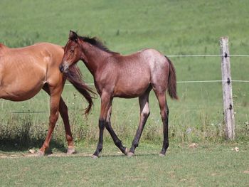 DOCSSMOKN N THE RAIN. 2021 AQHA Bay Roan Colt. By Wrss Wyohancockgunnr and out of Rainy Day Jazarey. Should mature to 15 to 15.1 hands. He will be a big stocky guy that will love to please. These guys are smart and easy going. Pedigree includes: El Royal Rey, Smart Little Lena, Blue Apache Hancock, Wyo O Blue and more. $2600. SOLD!
