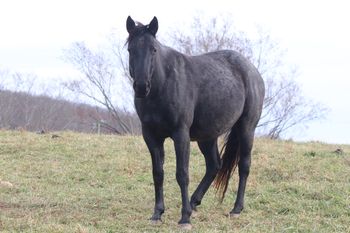 Twists for GunsNCash. Calamity. By Wrss Wyohancockgunnr and out of Twistn For Cash. This filly is one of a kind! She could be smokey blue roan or just blue! Either way, she's super nice and super well bred! Pedigree includes: Doc O Lena Twist, Miss N Cash, Dash For Cash, Peppymint Twist, Royal Silver King, Doctressa, Blue Apache Hancock, Gooseberry, Plenty Try, and Wyo O Blue. She is 5 panel NN. Not for sale at this time.
