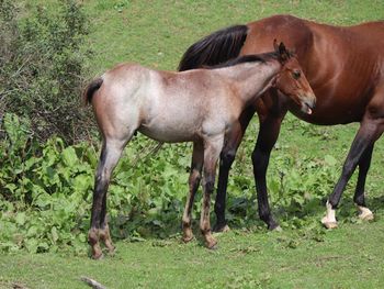 Wrss Hickory Rushing. 2021 AQHA Bay Roan Colt. By Wrss Wyohancockgunnr and out of Kr Hickory Chick. This guy is 5 panel NN, should mature to 15 to 15.1 hands. He will be thick. His mom is THICK. This guy would do well in barrels, penning, roping, cutting and more. Pedigree incldues: Peppy San Badger, Wyo O Blue, Blue Apache Hancock, Lemacs Peppy Que, and more. Priced at $2600. Sold!
