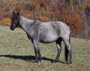 Blue Apache Seeker. Blueberry. 2014 AQHA Blue Roan Filly. By Wrss Wyohancockgunnr. This filly is super nice! By Wrss Wyohancockgunnr and out of Flamin Sugar Hancock. Pedigree includes: Gooseberry, Plenty Try, Blue Valentine, Hancock Boy 002, Our Hide N Seeker, Sugar Bars and many more! Not for sale! Homozygous roan! 5 Panel N/N.
