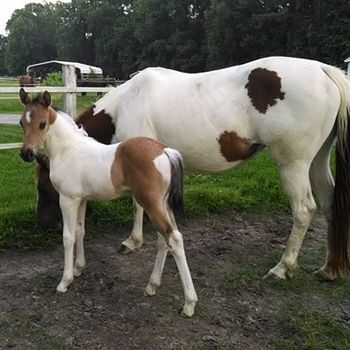 2014 APHA Grulla Roan Tobiano/Tovero Colt! Check this guy out! He is a great performance horse prospect! By Wrss Wyohancockgunnr and out of BetUCantBeatMe.  Pedigree includes; Blue Apache Hancock, Leo Hancock Hayes, Q Ton Tonto Bars, and many more! Located in Chocowinity, NC. Priced to sell at 1500! SOLD!
