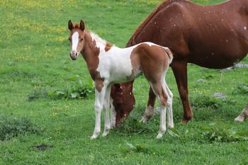 2023 APHA Chestnut Filly. By Kiss My Tonto and out of Nothin Doin. She is SOLD.
