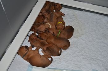 10 puppies blessed 2015
