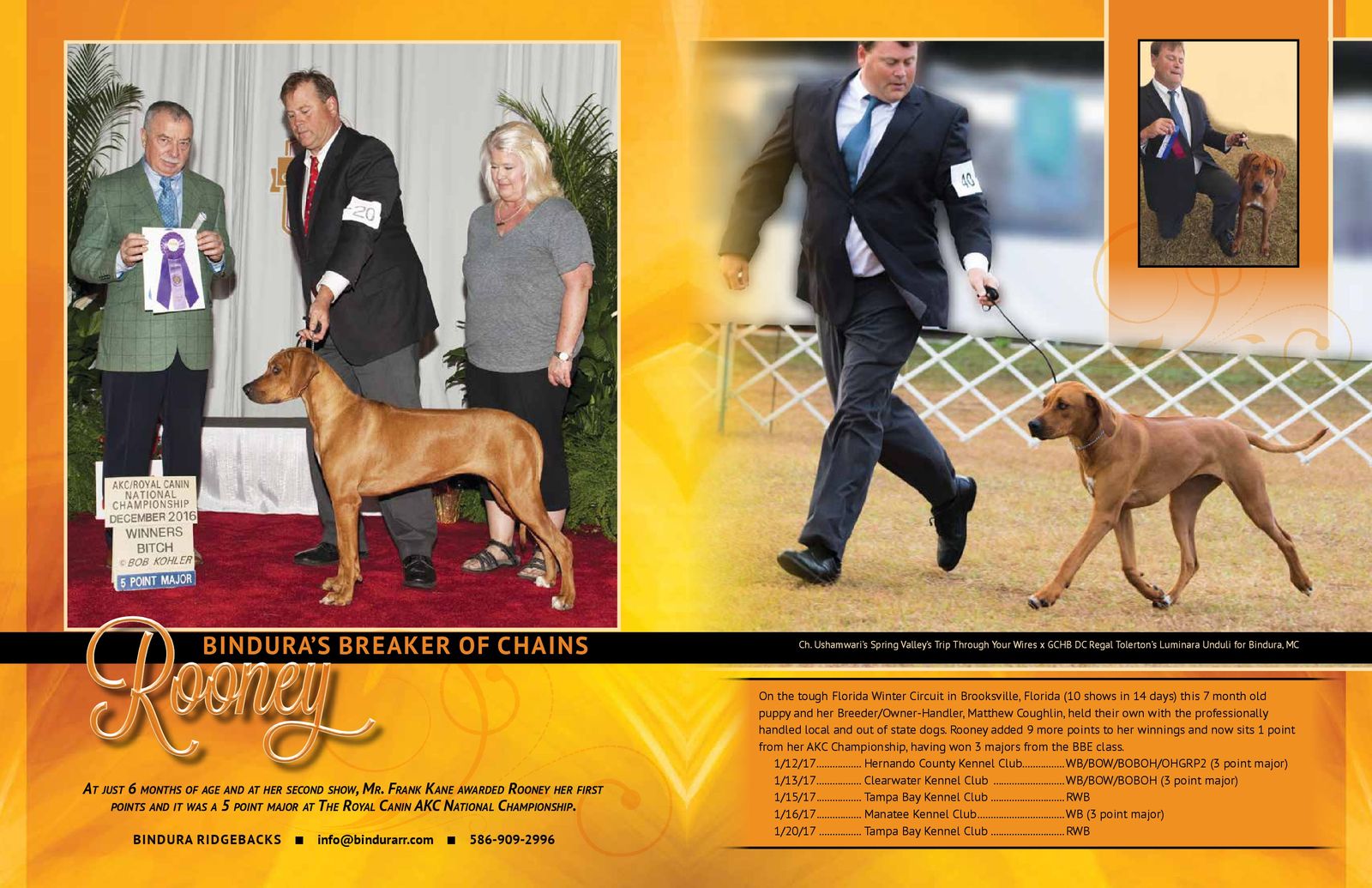 Ushamwari sales rhodesian ridgebacks