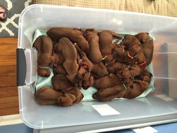 Box of puppies
