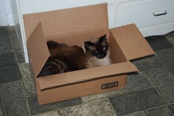 Cats and boxes are best friends
