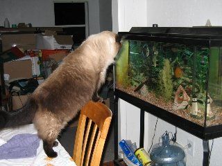 Fish TV
