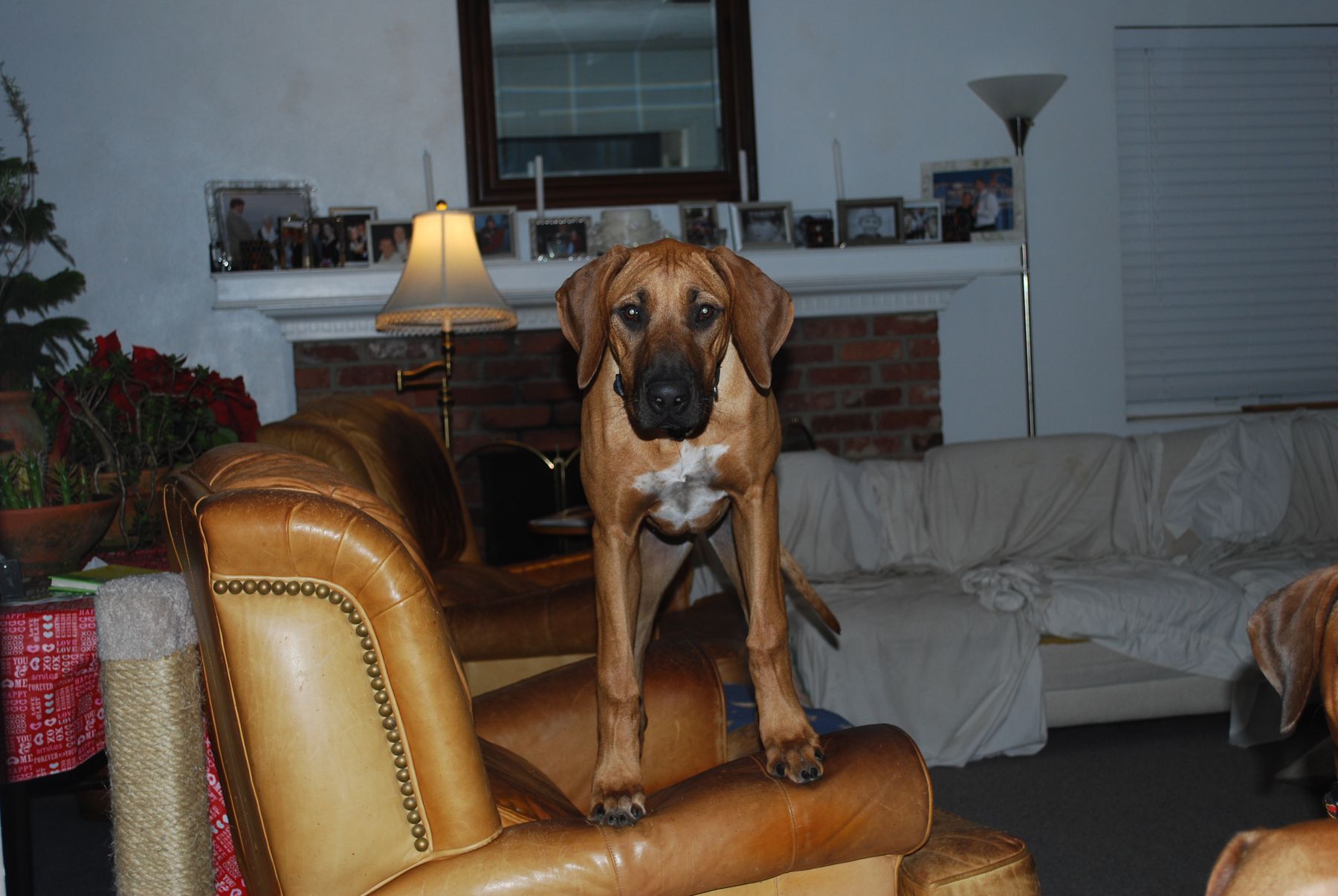 Adili rhodesian hot sale ridgebacks