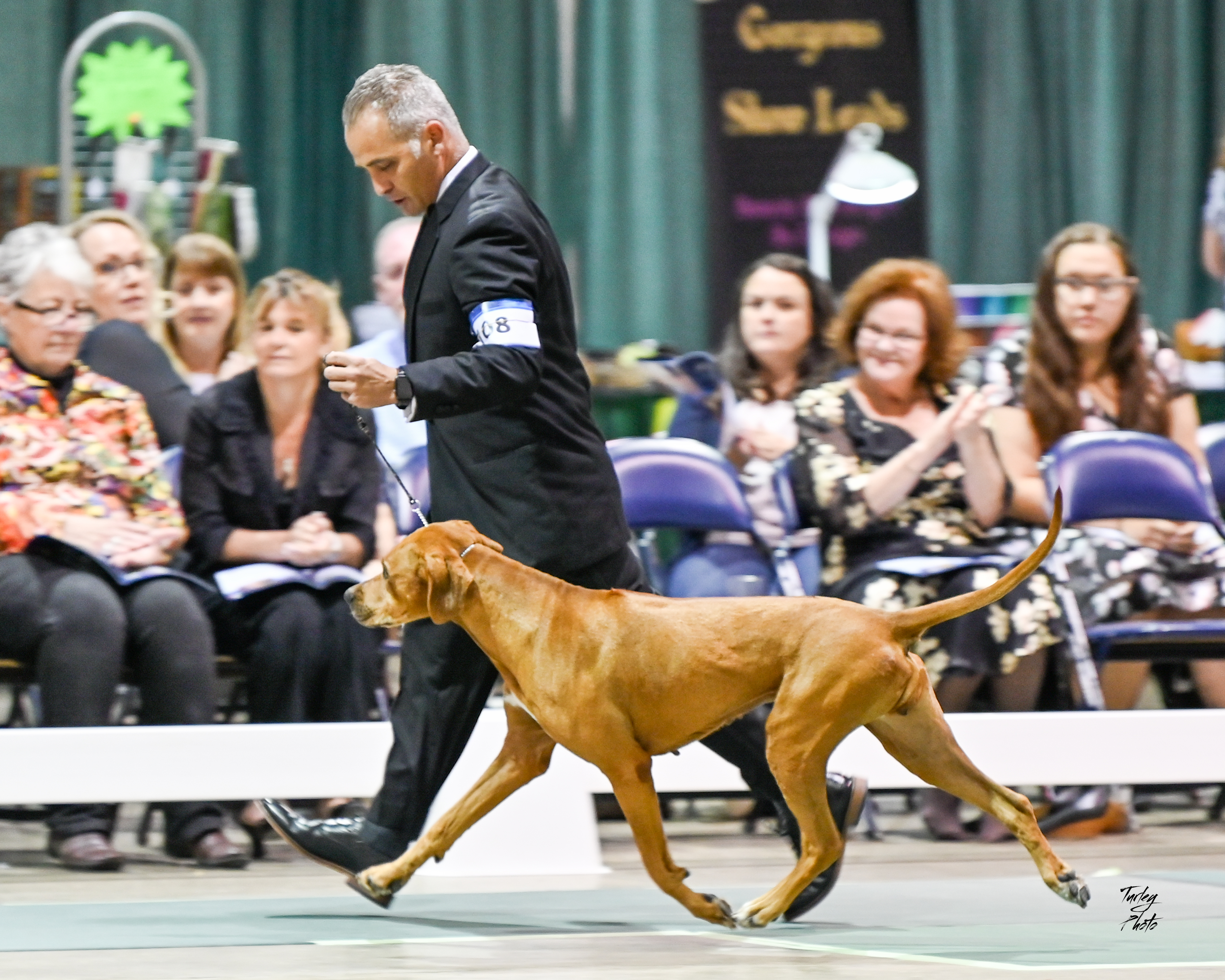 National dog show 2018 best sale rhodesian ridgeback