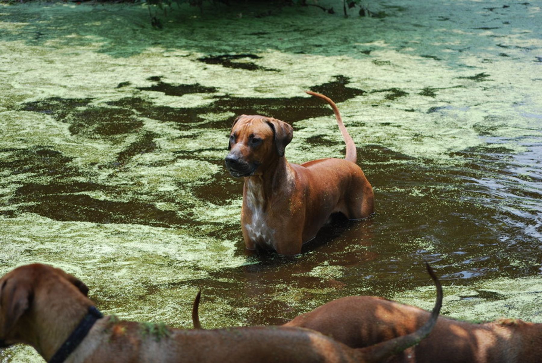 Rhodesian sales ridgeback water