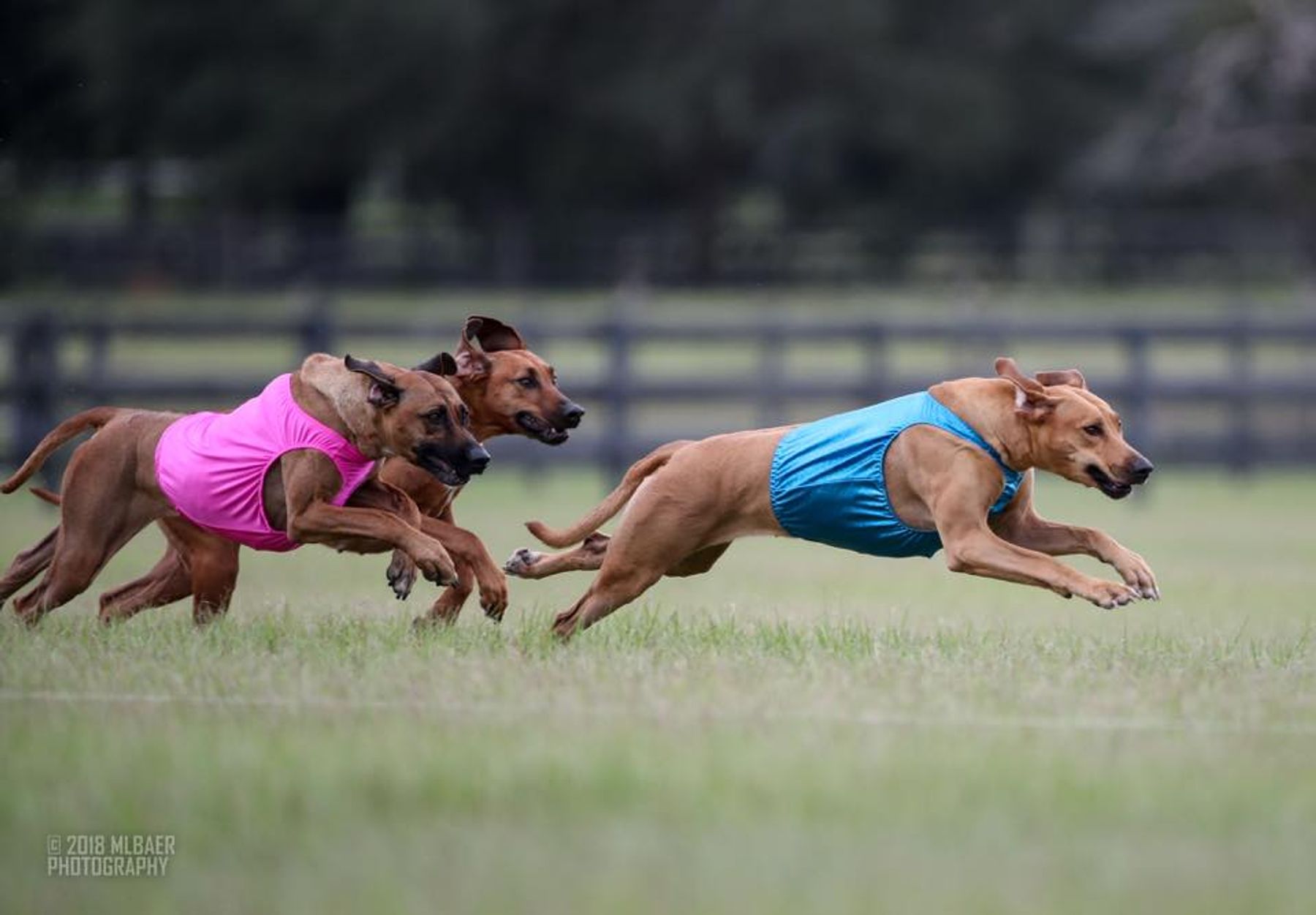 The Rhodesian Ridgeback Club of the United States - Lure Coursing