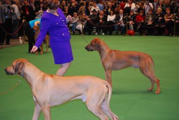 Beau and Zero being looked at for BOB
