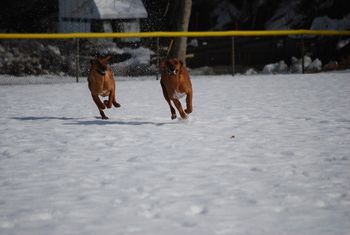 Harlow and Bindi in the snow
