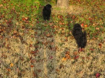 pups playing in Jackson
