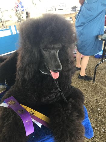 Misha wins BOV in Navasota, TX with 2 champion defeats out of the puppy class. It was her 3rd show :)
