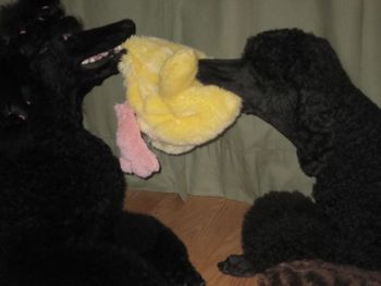 Giselle (left) and her mother Comet (right) play a fun-spirited game of tug.
