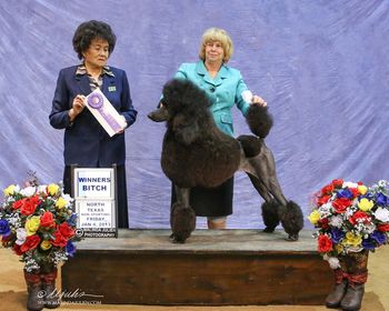 Jacki winning with handler Betty Brown in Glen Rose, TX for 2 points under judge Sandy Wheat (Malinda Julien Photo)
