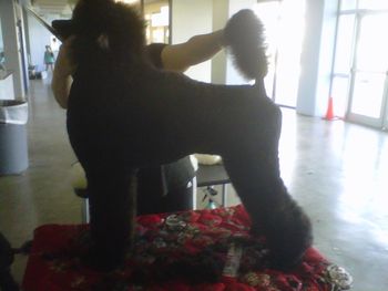 Giselle at Lake Charles - Thanks Kadie, my grooming mentor!
