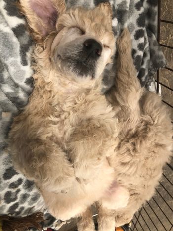 Tuckered out after a day of swimming
