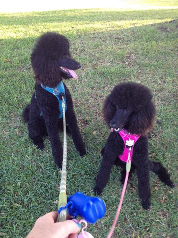 Chance and McKenna demonstrate their leash manners

