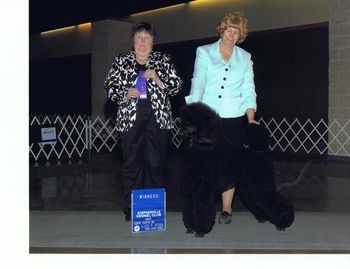 Giselle winning in Belton TX under judge Peggy Lloyd; handler Betty Brown; photo by Luis Sosa
