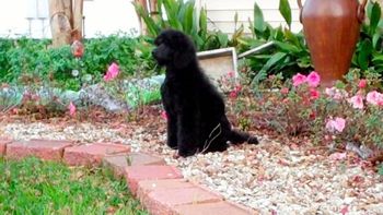 Poodles look fabulous in the flower bed!
